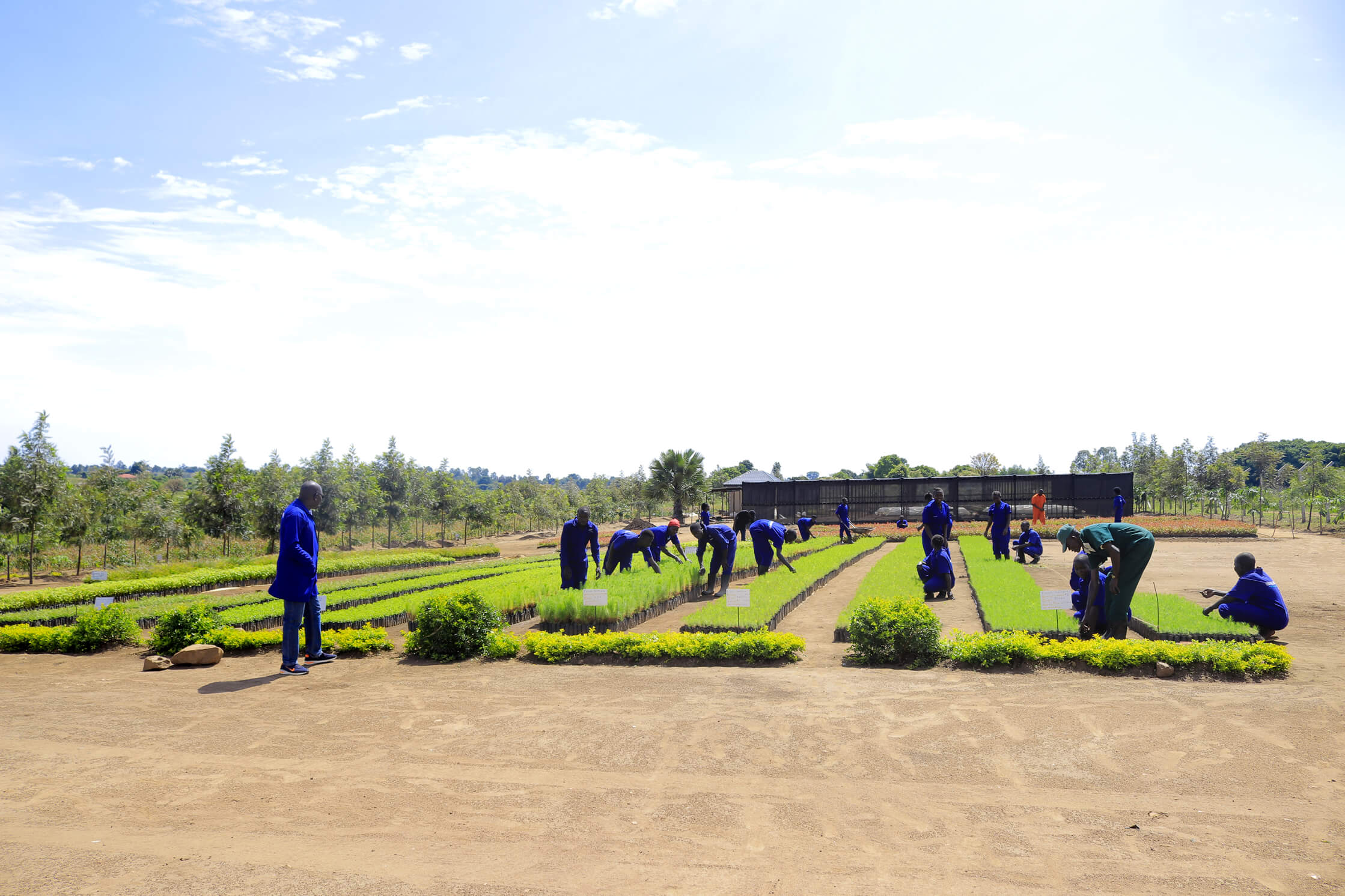 Trees and nursery growing environment