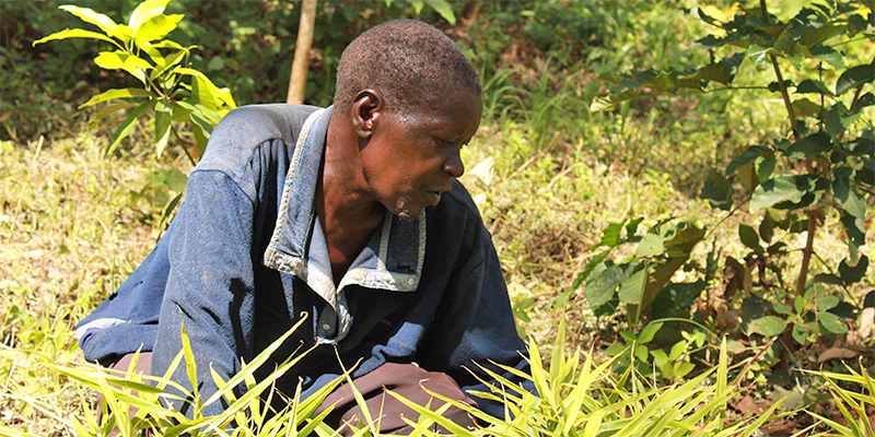 Read more about the article Farmer Embraces Agroforestry at 66 and Transforms his Land