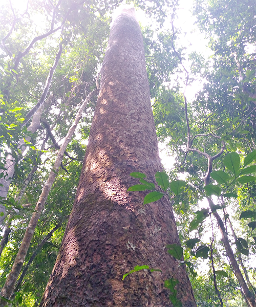 Mahogany (Khaya grandifola)