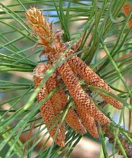 Pine (Pinus carribaea)