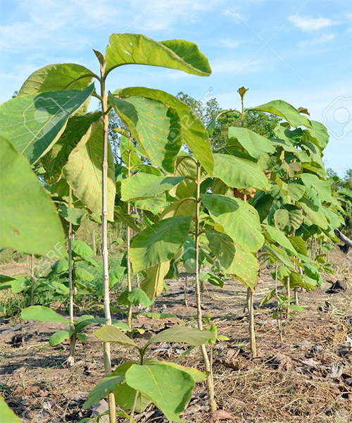 Teak (Techtona grandis)