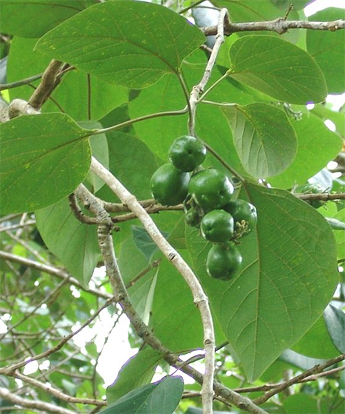 White teak (Gmelina arborea)