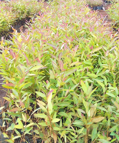clonal eucalyptus (Grandis Camudulensis)